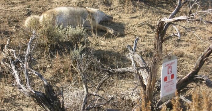 This image obtained through a FOIA request by the Center for Biological Diversity shows a dead wolf or coyote near a poison sign in New Mexico. 