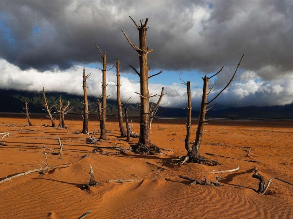 Tree trunks stand in the critically low Theewaterskloof Dam in Villiersdorp, South Africa, Jan. 23, 2018. (Photo: Reuters)