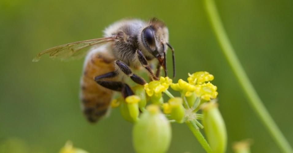 The Trump administration's budget cuts have led to a suspension of the USDA's tracking of honey bee populations.