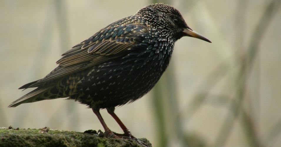 A European starling takes a look at things from its perch in the Netherlands. (Photo: Bas Kers (NL)/cc/flickr)