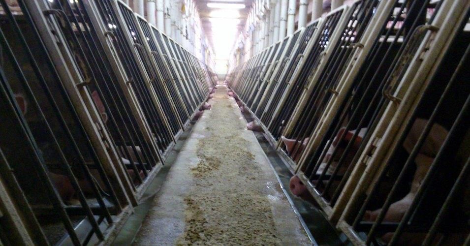 Factory farms like this one in Canada could be banned in Switzerland. 
