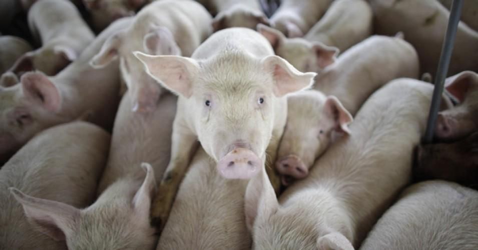 Piglets like these ones pictured are being slaughtered en masse around the country as food supply chains run into trouble. 