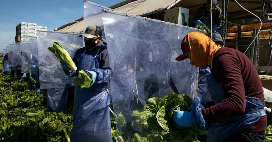 Farm laborers from Fresh Harvest working with an H-2A visa harvest romaine lettuce on a machine with heavy plastic dividers that separate workers from each other on April 27, 2020 in Greenfield, California.