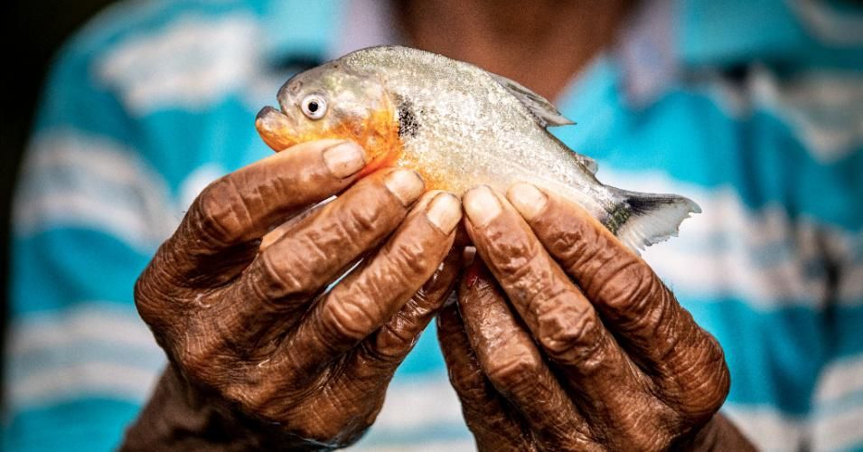A new report by WWF International and 15 other groups warns nearly one in three freshwater fishes are at risk of extinction (Photo: Camilo Díaz/WWF Colombia)