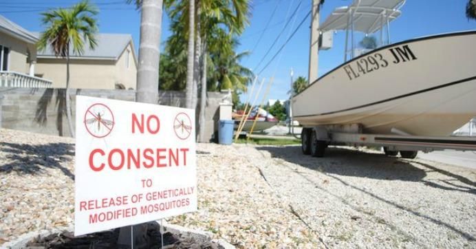 Residents will have a chance to vote on November 8 on a non-binding referendum on the experiment, which would release anywhere from 20 to 100 GM mosquitoes per person on the island—but the Mosquito Control Board will have the final say. (Photo: Jessica Glenza/ Guardian)