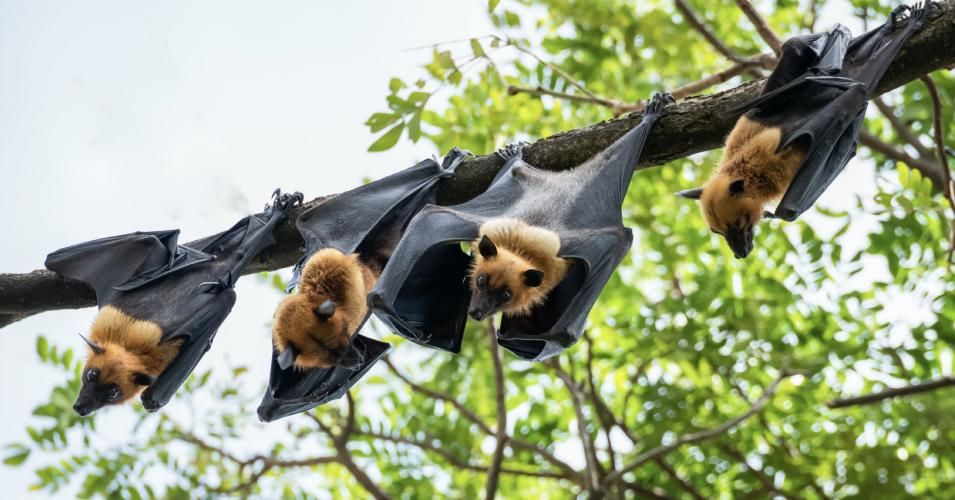Flying foxes or fruit bats (Pteropus sp.)