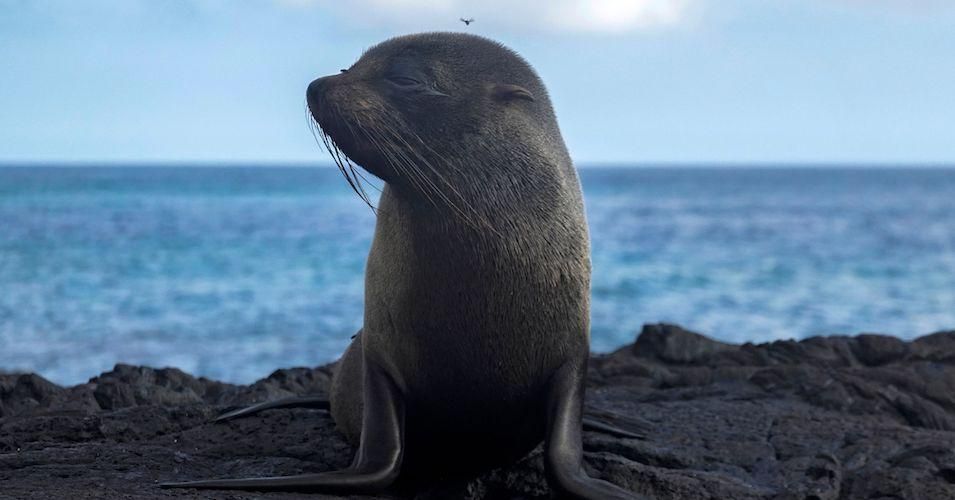 A Galapagos fur seal (Arctocephalus galapagoensis) at Isabela Island, Galapagos Archipelago, in the Pacific Ocean on February 21, 2019. The seal will share its environment with the Pentagon per a new plan from the Ecuadorian government that would extend a landing strip at the region's airport to accommodate U.S. military aircraft.