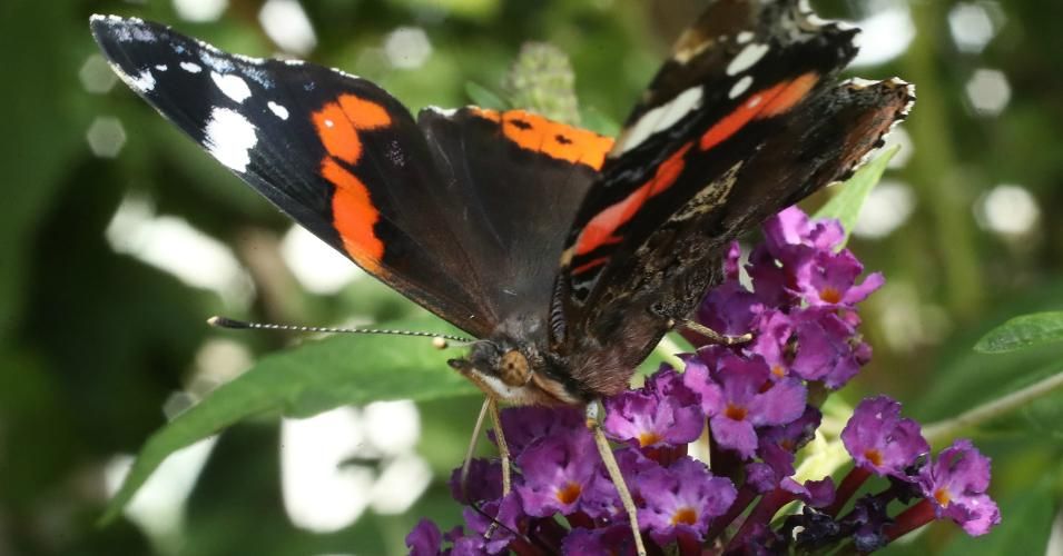 A red admiral butterfly stands on a flower in an urban garden in the city center on August 9, 2018 in Berlin.