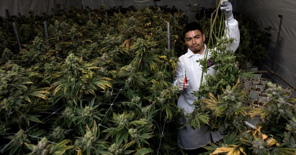 Raul Rojo harvests Tahoe OG cannabis plants, which are being tracked using barcodes, at THC Design in Los Angeles on Tuesday, September 18, 2018. (Photo: Sarah Reingewirtz/Digital First Media/Pasadena Star-News via Getty Images)