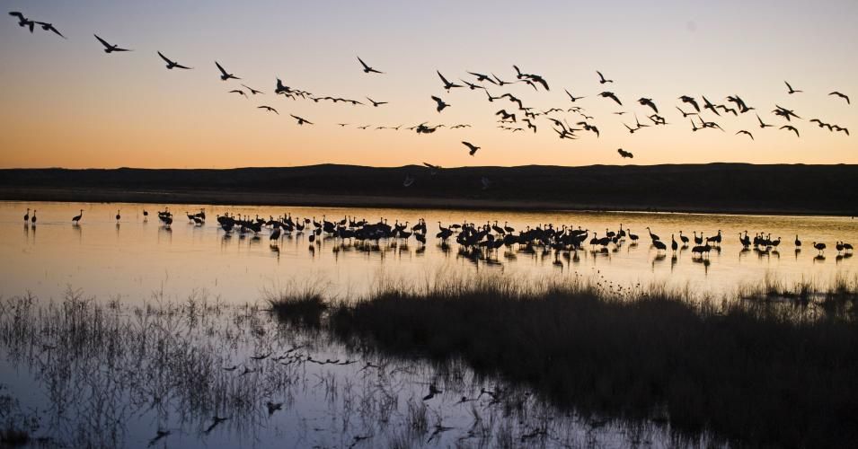 Sand hill Cranes, Grus canadensis, at roosting pond at dusk Bosque del Apache, New Mexico. (Photo: Education Images/Universal Images Group via Getty Images)