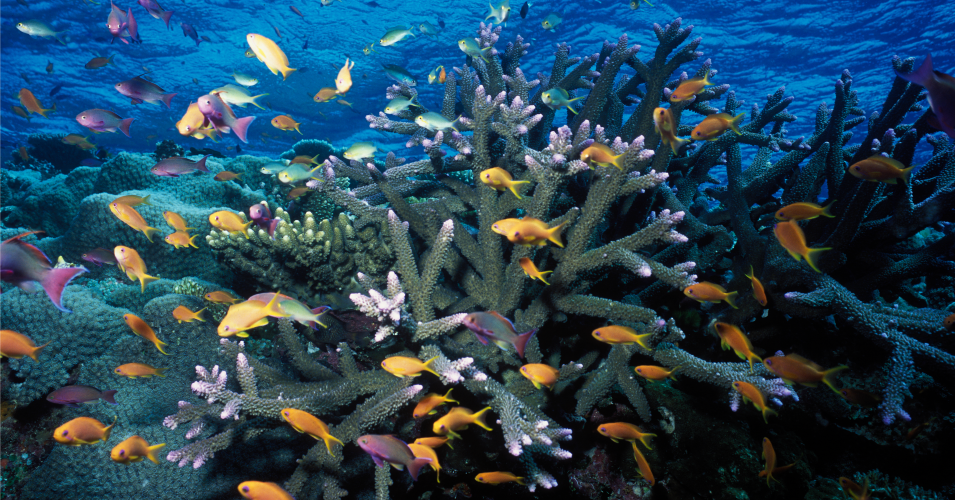 Coral and fish community in the Great Barrier Reef, 