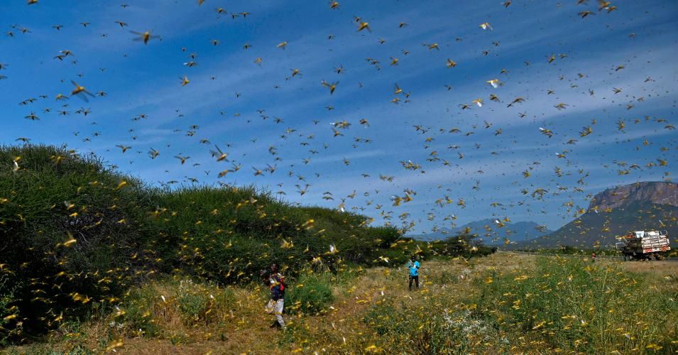 Locusts swarm from ground vegetation