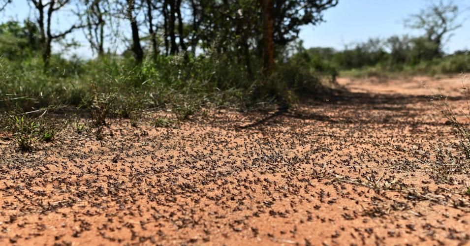 Locust nymphs aggregated on the ground at a hatch site near Isiolo town in eastern Kenya on Feb. 25, 2020