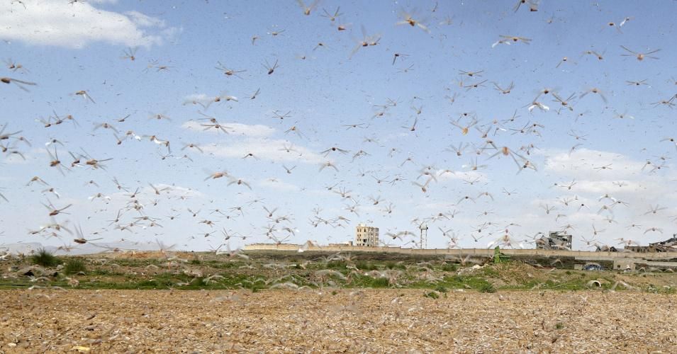 Amid the coronavirus pandemic, locusts move through the Arabian Peninsula in Dhamar, Yemen on June 7, 2020. (Photo: Mohammed Hamoud/Anadolu Agency via Getty Images)