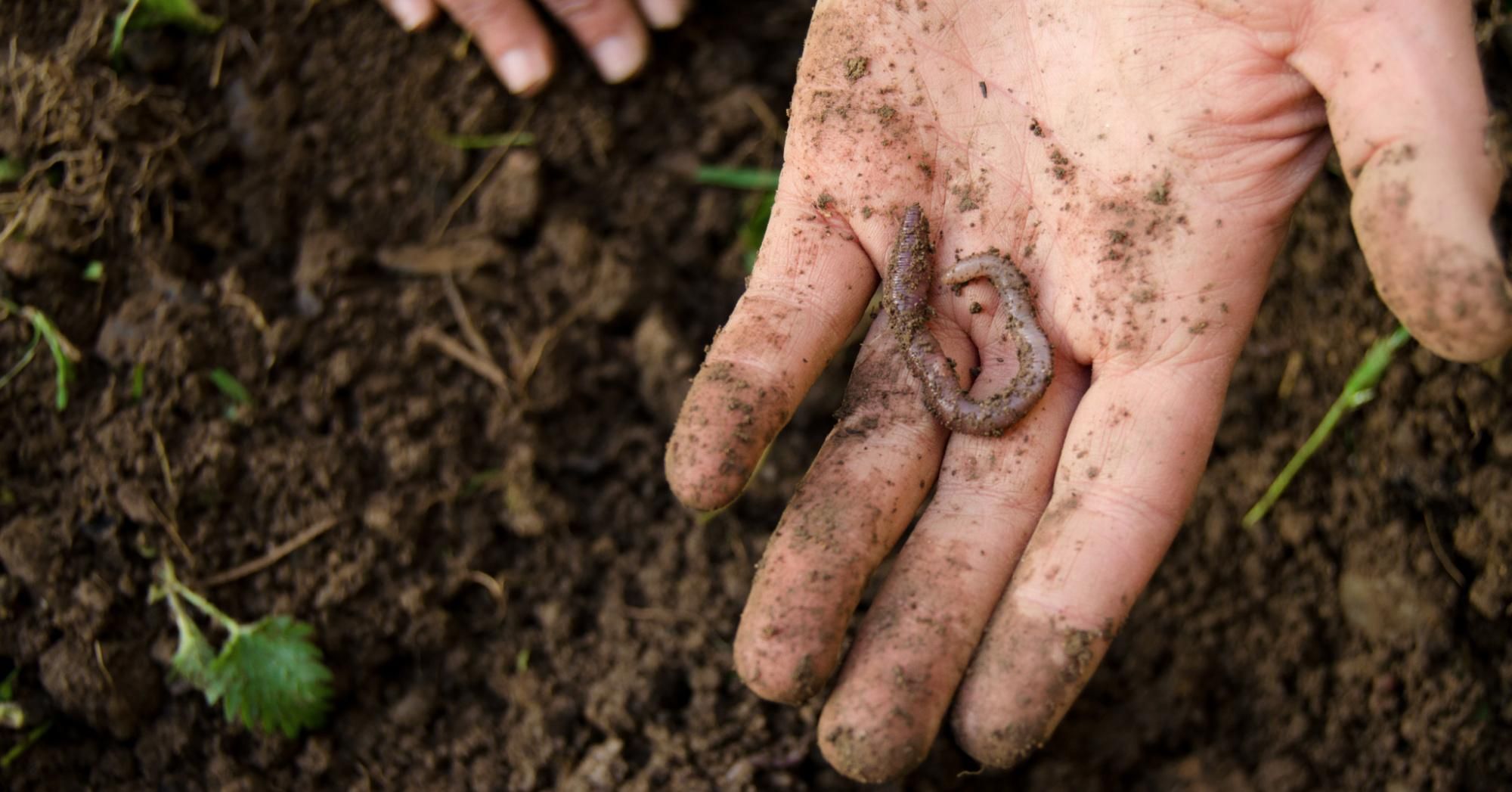 "Beetles and springtails have enormous impacts on the porosity of soil and are really getting hammered, and earthworms are definitely getting hit as well," said study co-author Nathan Donley, a scientist at the Center for Biological Diversity. (Photo: zianlob/Getty Images)