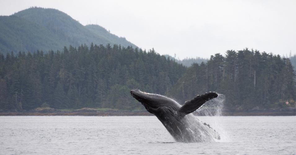 A humpback whale uses its tail to launch itself out of the water and then lands back on the surface with a splash in Frederick Sound at Tongass National Forest in Southeast Alaska. (Photo: Wolfgang Kaehler/LightRocket via Getty Images)