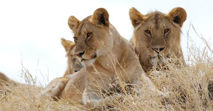 Young lionesses
