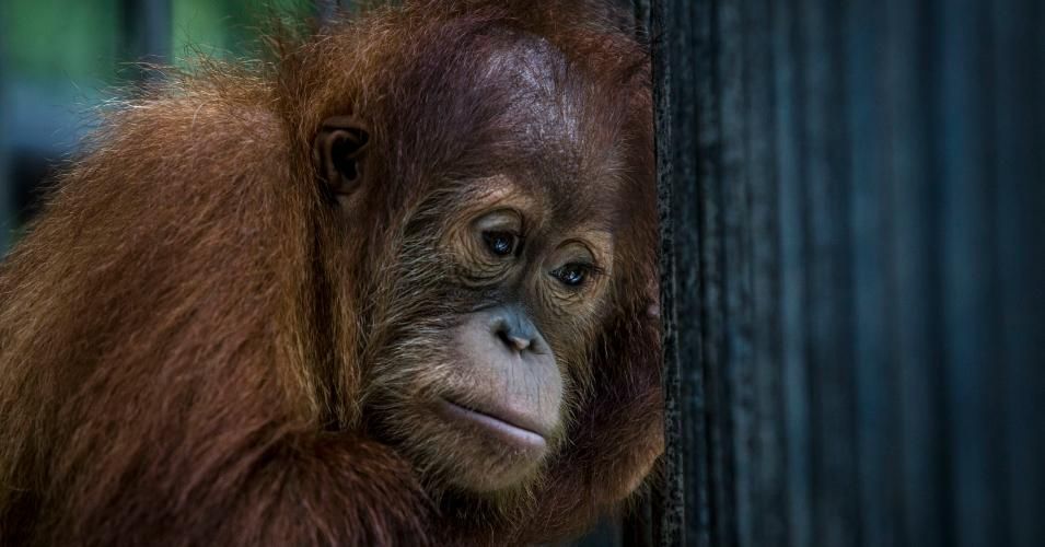 A sumatran orangutan (Pongo abelii) is seen inside a cage at Sumatran Orangutan Conservation Program's rehabilitation center on November 10, 2016 in Kuta Mbelin, North Sumatra, Indonesia. The orangutans in Indonesia have been known to be on the verge of extinction as a result of deforestation and poaching. (Photo: Ulet Ifansasti/Getty Images)