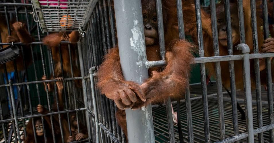 Sumatran orangutans 