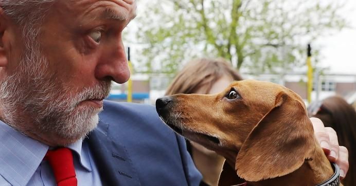 Labour Leader Jeremy Corbyn is startled by Cody the Dachshund