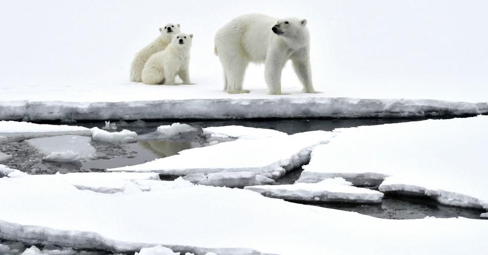 Polar bears stand on an ice floe in the Arctic Ocean. (Photo: Lev Fedoseyev/TASS via Getty Images)