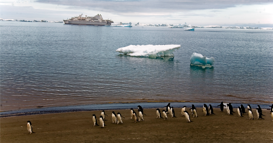 Adelie Penguins on Seymour Island 