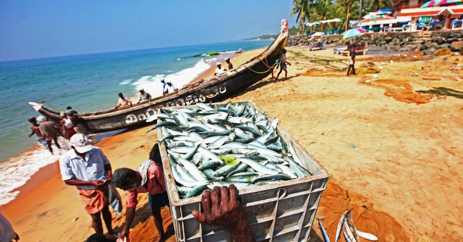 Fishermen collect fish at Kovalam Beach