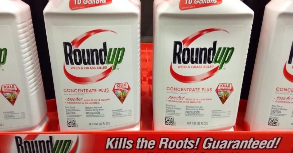 Glyphosate—designated a probable carcinogen by the WHO—is the active ingredient of Roundup, a weed killer produced by Monsanto, which merged with Germany's Bayer last year. 