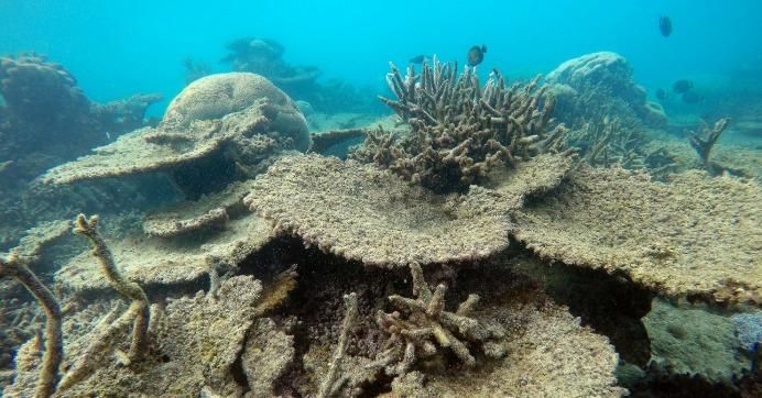 Dead table corals killed by bleaching on Zenith Reef, on the Northern Great Barrier Reef, November 2016.