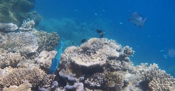 The Great Barrier Reef has been severely damaged by warming waters. 