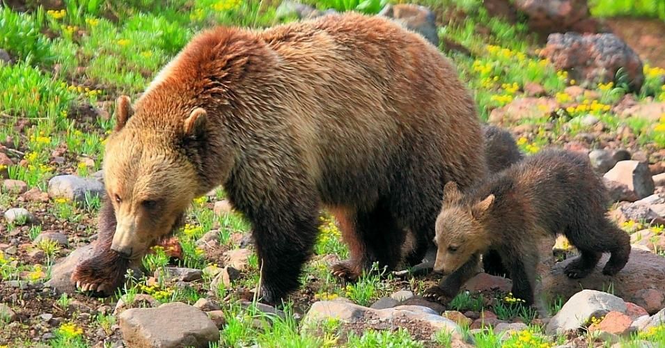 A mother and baby grizzly bear spotted in Yellowstone National Park. 