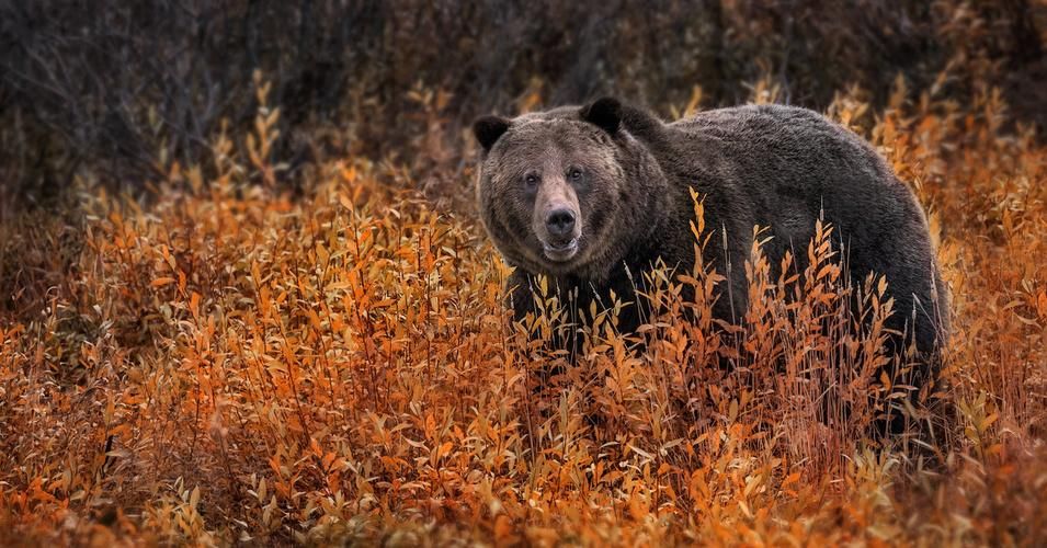 A grizzly bear takes a stroll on an autumn day in Yellowstone National Park in Wyoming. (Photo: Ania Tuzel Photography/Flickr/cc)