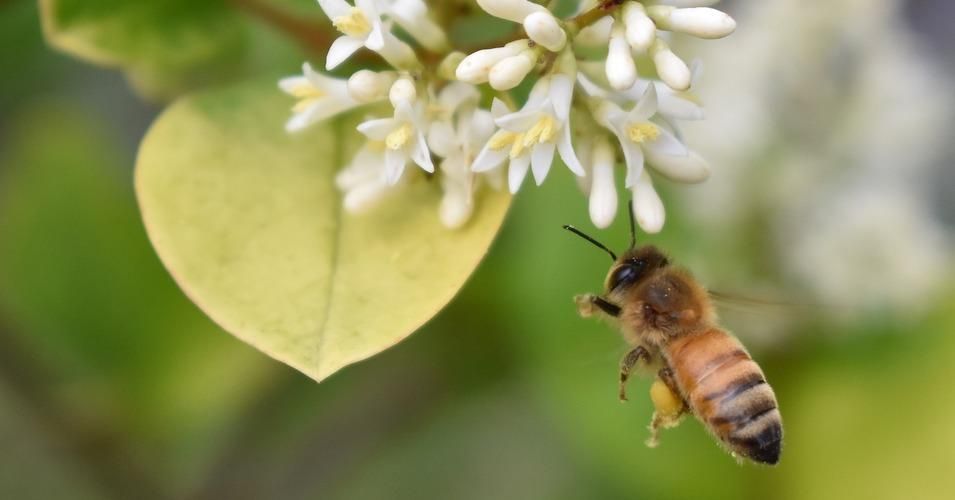Honeybees, essential pollinators, are under threat due to a new Trump administration rule allowing widespread use of a dangerous pesticide. 