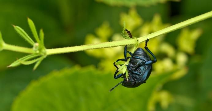 ground beetle on a plant