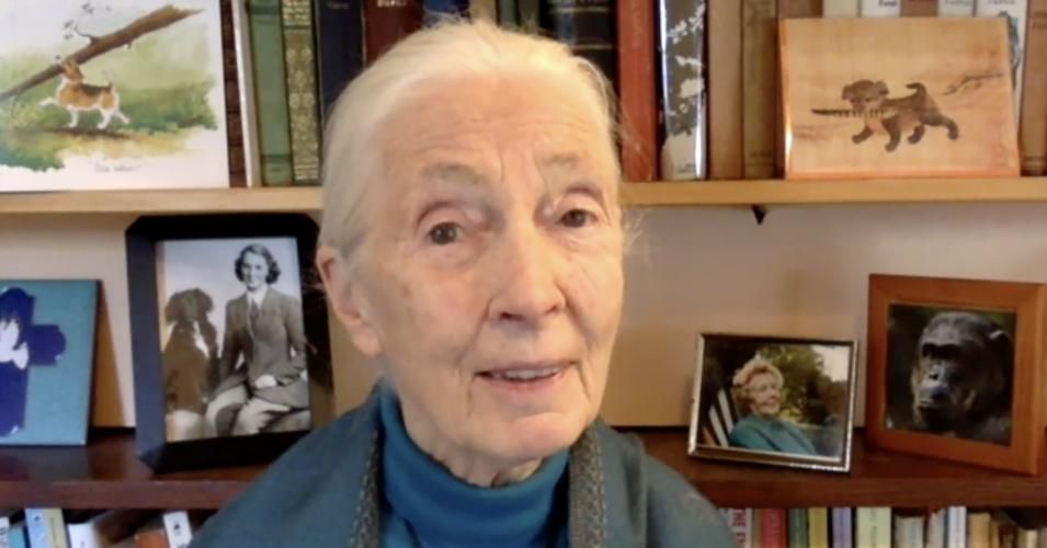 <p>Primatologist and conservationist Jane Goodall particpated in a Tuesday webinar about pandemics, wildlife, and intensive animal farming. 