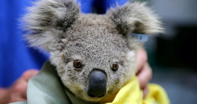 A koala named Pete from Pappinbarra at The Port Macquarie Koala Hospital on November 29, 2019 in Port Macquarie, Australia. 