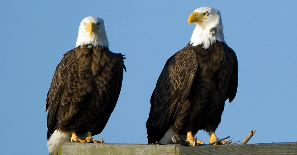 Two American bald eagles are perched on a nesting stand at the Blackwater National Wildlife Refuge.
