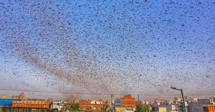 Swarms of locust attack in the residential areas of Jaipur, Rajasthan, Monday, May 25, 2020. 