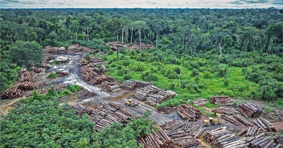 Illegal Amazon logging on Pirititi tribal land in Roraima state, Brazil on May 8, 2018. (Photo: Felipe Werneck/fickr/cc)