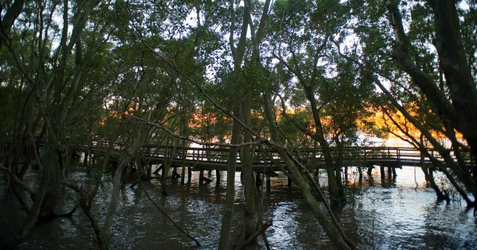 Mangrove boardwalk