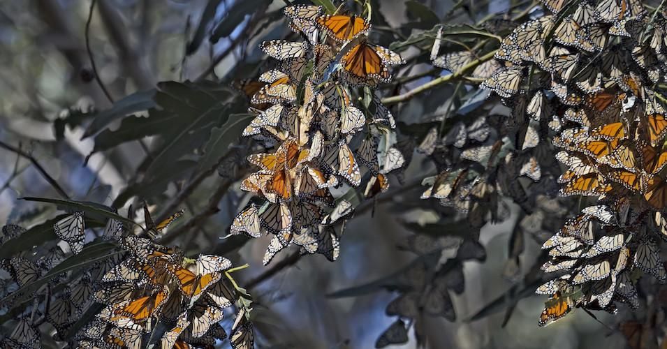  Butterflies seen at Pismo Beach Monarch Butterfly Grove on November 30, 2015.
