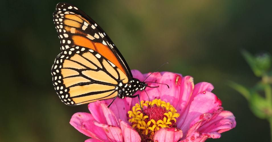The federal government has failed to extend Endangered Species Act protection to the monarch butterfly, despite a 90% drop in population this century. (Photo: John Flannery/Flickr/cc)