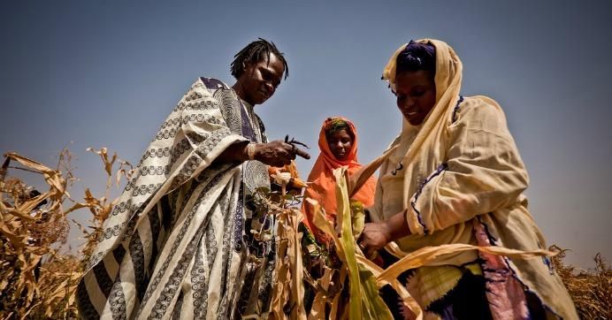 Inspecting failed corn crops in Mauritania. In 2015, Africa was the continent hardest hit by extreme weather events, such as drought and heat waves. (Photo: Oxfam International/cc/flickr)
