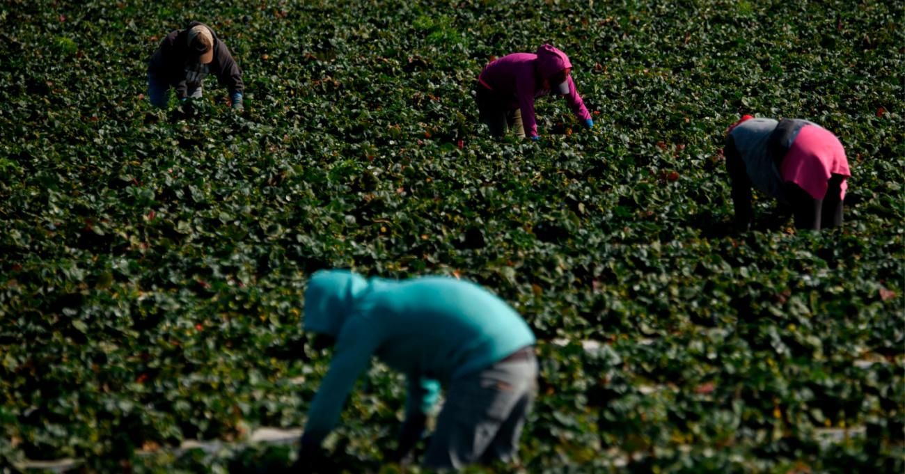 Farmworkers tend to strawberries growing in a field on February 10, 2021 in Ventura County, California. (Photo: Patrick T. Fallon / AFP via Getty Images)