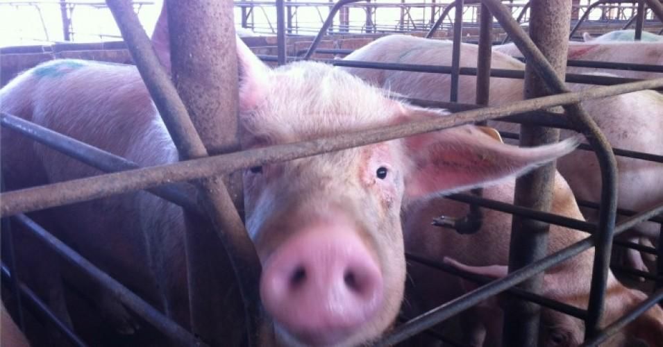 The North American Meat Institute filed suit on Friday to stop California's Proposition 12.