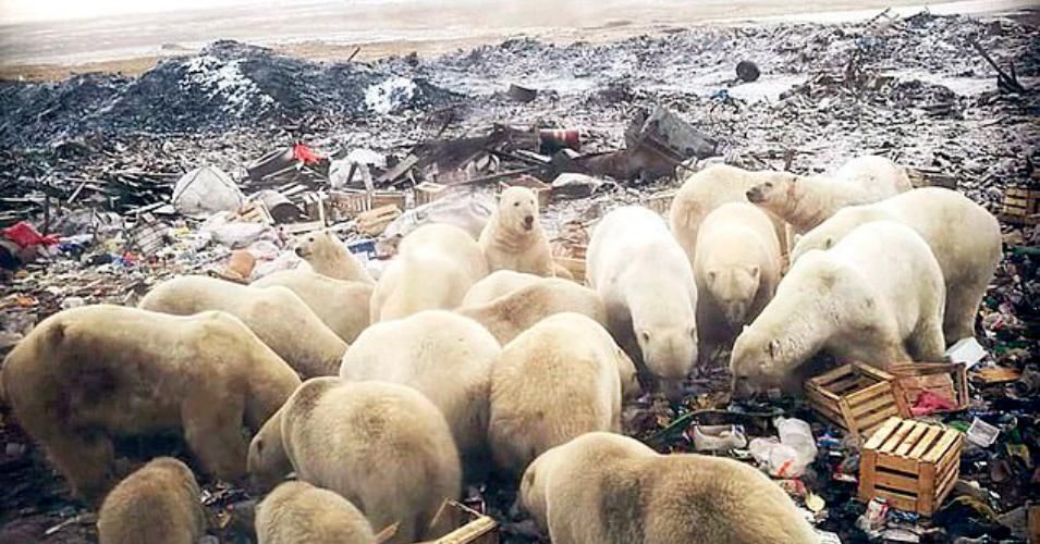 bears in a local dump