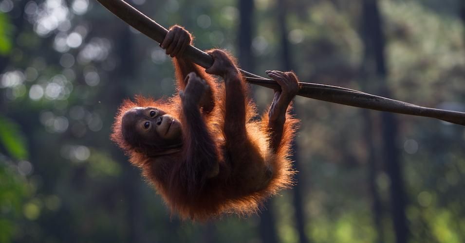 Baby borneo orangutan seen playing in conservation, West Java, Indonesia on July 2, 2019. 