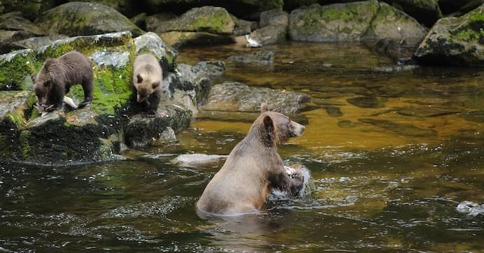 Brown bear and cubs fishing at Anan Creek in Tongass National Forest. 
