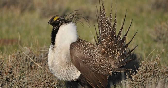 The greater sage grouse