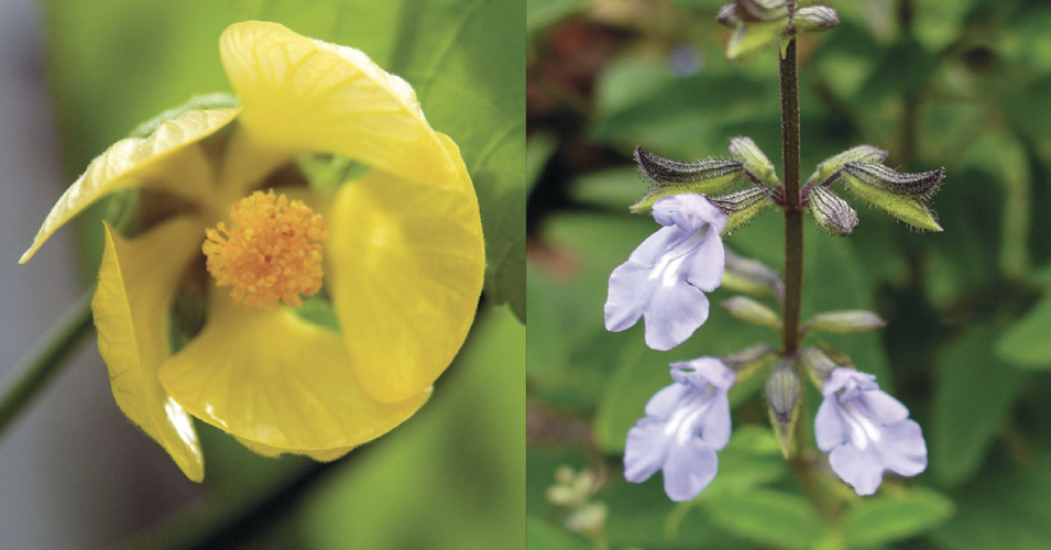 A new report on plants and fungi features images of the Pitcairn Island's yellow fatu (Abutilon pitcairnense), left, and the Cayman sage (Salvia caymanensis), right. (Photos: RBG Kew) 